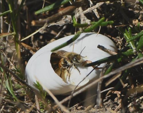 Osmia sp.